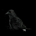 American Crow Bird Soft Stuffed Plush Toy